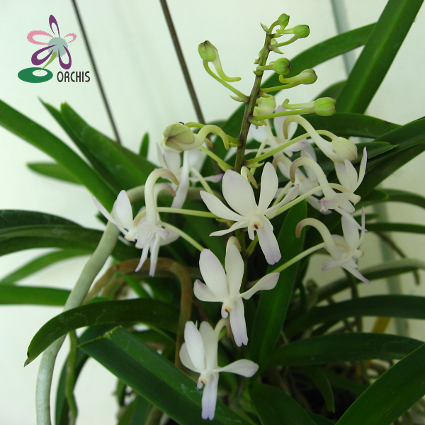 9207 Neofinetia falcata 1