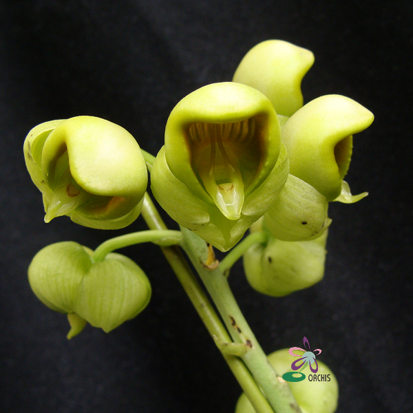 9220 Catasetum planiceps 1