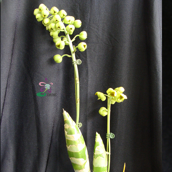 9220 Catasetum planiceps 2