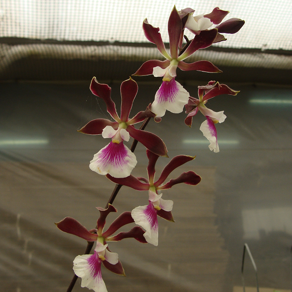 9312 Encyclia Shinfong Smile 'ORCHIS' 1