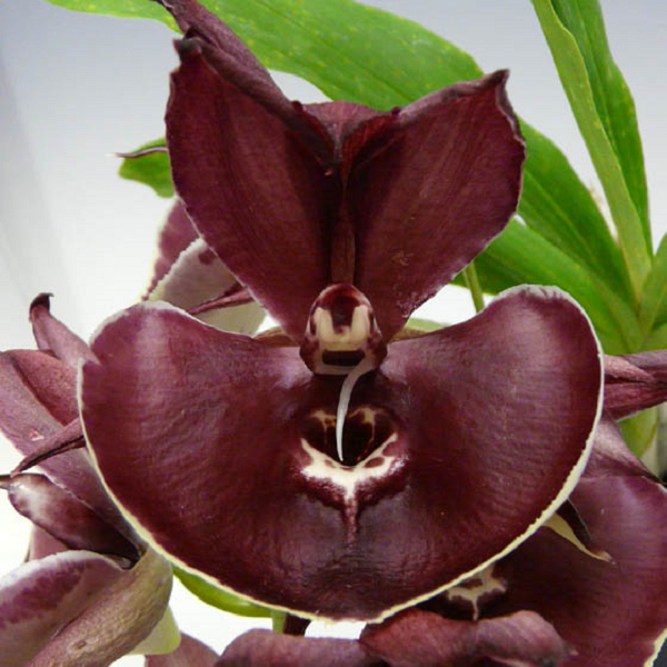 9373 Catasetum Orchidglade 'Jack of Diamond' 1