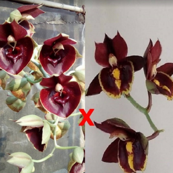 9479 Catasetum Orchidglade 'Jack of Diamond' x Catasetum Donna Wise 'ORCHIS' 1