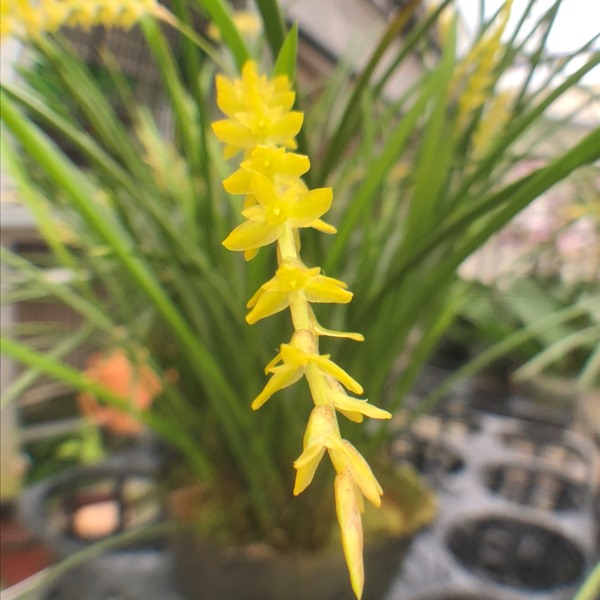 9000 Dendrochilum wenzelii