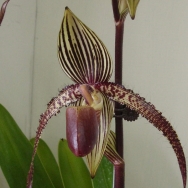 146 Paphiopedilum rothschildianum x Paphiopedilum Prince Edward of York 1