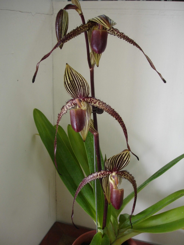 146 Paphiopedilum rothschildianum x Paphiopedilum Prince Edward of York 2