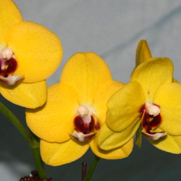 41009 P. Sogo Shito x P. Lioulin Black Lotus 'Golden Sun' 1