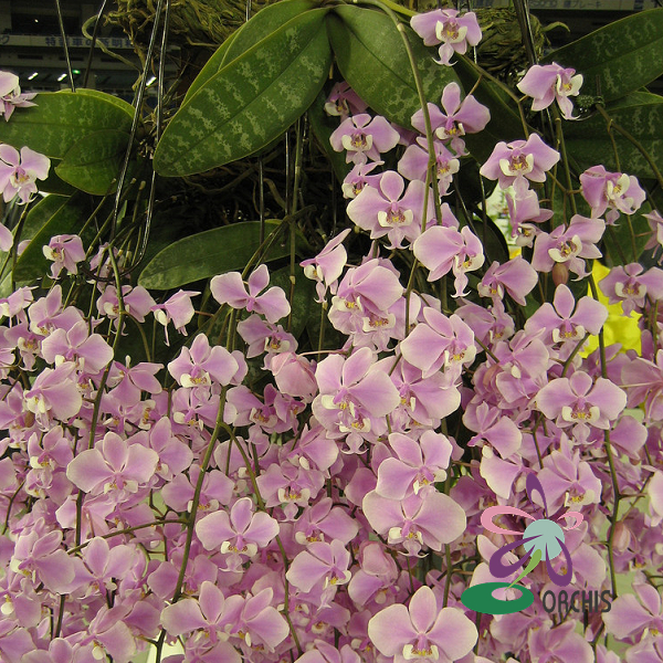 41118 P. Schilleriana