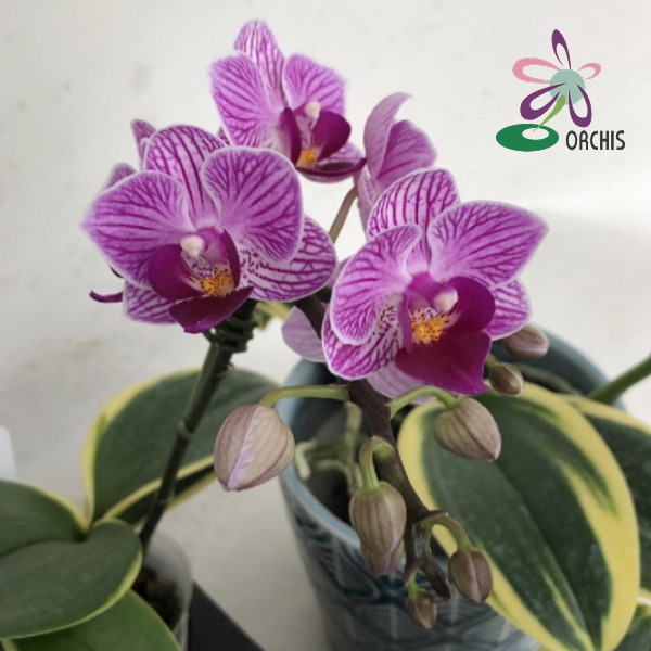 41317 Dtps. Sogo Vivien 'ORCHIS-03' 1