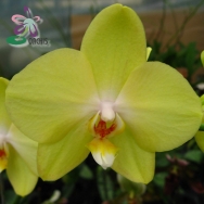 4133 Phalaenopsis  Taipei Gold 