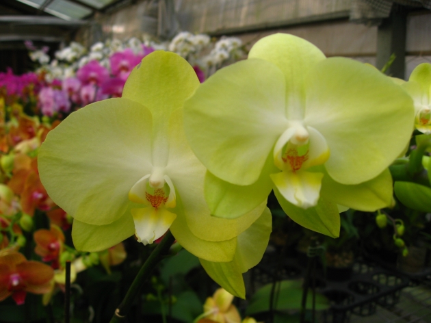 4133 Phalaenopsis  Taipei Gold 