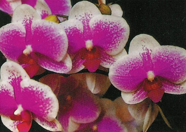 4172 Phalaenopsis  Ho's Happy Auckland 