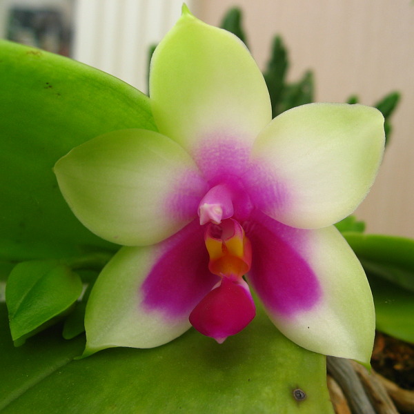 4296 Phalaenopsis violacea"ORCHIS-01"