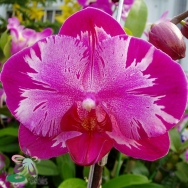 4545 Doritaenopsis  Taiwan Red Cat "Red Cat"