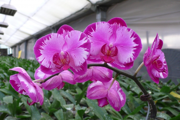 4545 Doritaenopsis  Taiwan Red Cat 