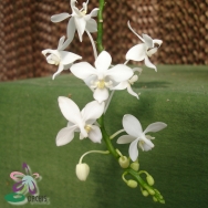 4646 Phalaenopsis  equestris alba/ aurea