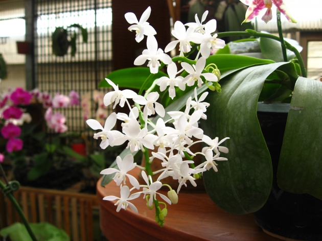 4646 Phalaenopsis  equestris alba/ aurea 2