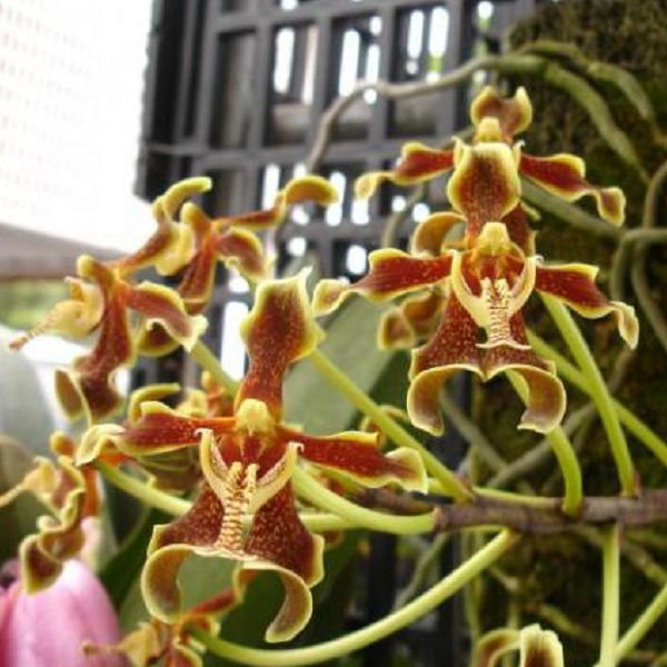 4688 Phalaenopsis labukensis = P. labukensis