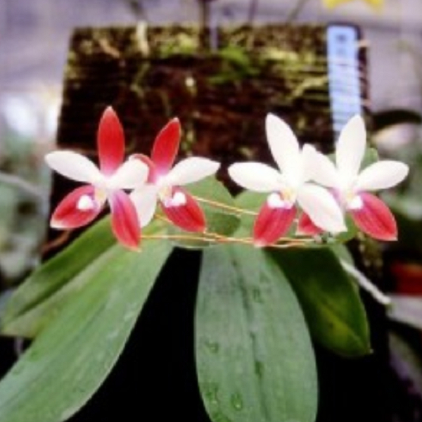 4757 P. Tetraspis 