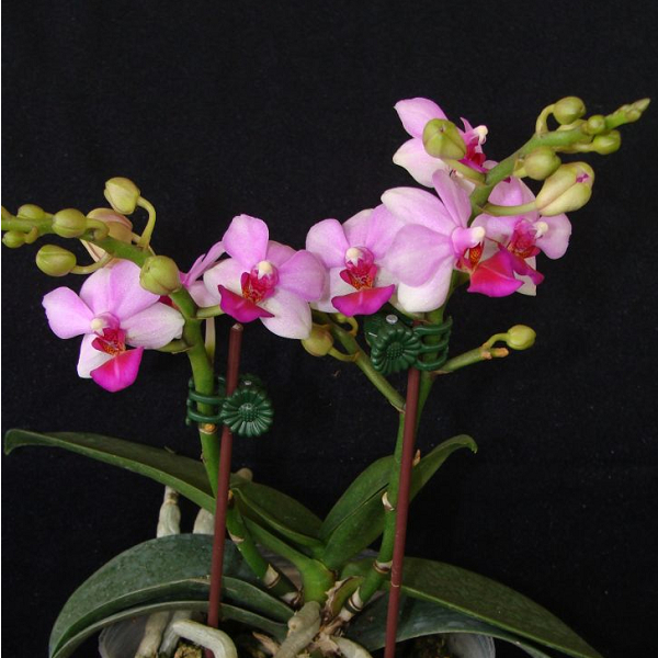 4931 Phalaenopsis Liu's Berry =Doritaenopsis Liu's Berry 'Orchid Pavilion' 2