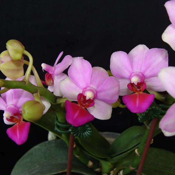 4931  Phalaenopsis Liu
