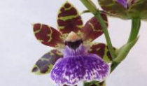 9395 Zygopetalum Jumpin Jack 1