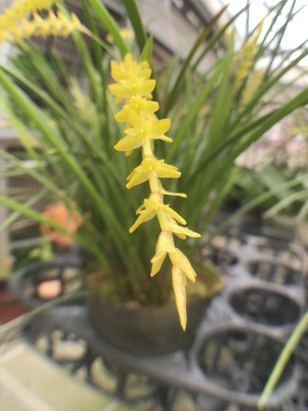 9000Dendrochilum wenzelii 1