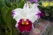 6519 Rhyncholaeliocattleya Kuwale Gem ' Bai Jian Ying'